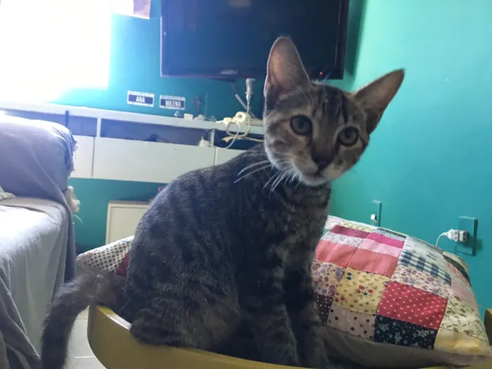 Gato ra a SRD idade 2 a 6 meses nome PETIT