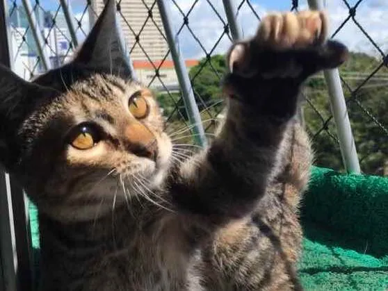 Gato ra a SRD idade 2 a 6 meses nome PETIT