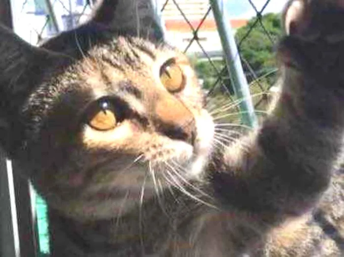 Gato ra a SRD idade 2 a 6 meses nome PETIT