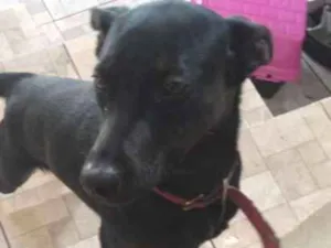 Cachorro raça Viralata idade 1 ano nome Dandara
