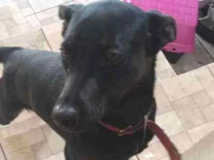 Cachorro ra a Viralata idade 1 ano nome Dandara