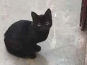 Gato raça não sei idade 2 a 6 meses nome não tem nome