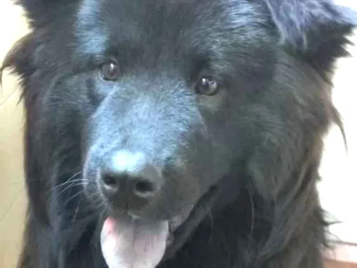 Cachorro ra a Chau chau idade 1 ano nome Tayla
