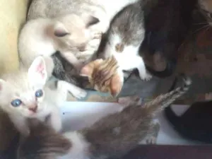 Gato raça siames idade 2 a 6 meses nome branquinha 