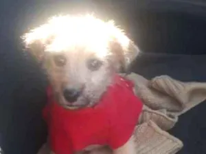 Cachorro raça SRD  idade 2 a 6 meses nome Bruninho