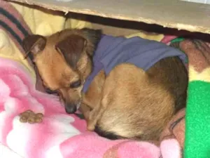 Cachorro raça Mestiço de Pincher idade 6 ou mais anos nome Pequeno