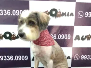 Cachorro raça SRD idade 4 anos nome Bia