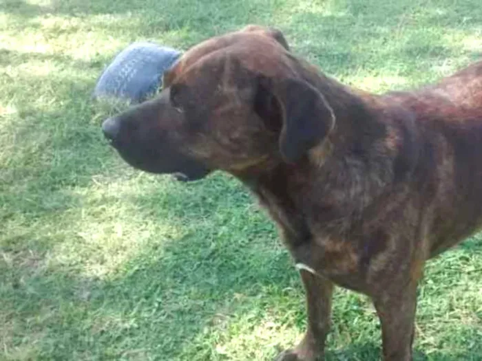 Cachorro ra a Cimarron Uruguaio idade 4 anos nome Gordo 