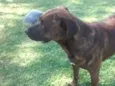 Gordo