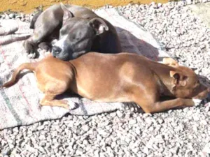 Cachorro raça Pitt Bul  idade 1 ano nome Casal de Pitt
