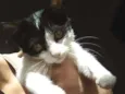 Gatinhos Ana 