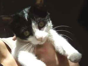 Gato raça SRD idade 2 a 6 meses nome Gatinhos Ana 