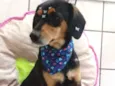 Bibi