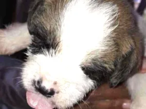 Cachorro raça SRD idade Abaixo de 2 meses nome Vira latinhas