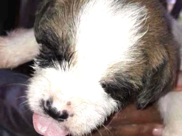 Cachorro ra a SRD idade Abaixo de 2 meses nome Vira latinhas