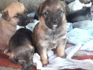 Cachorro raça SRD idade Abaixo de 2 meses nome Vira Latinhas