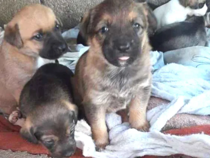 Cachorro ra a SRD idade Abaixo de 2 meses nome Vira Latinhas