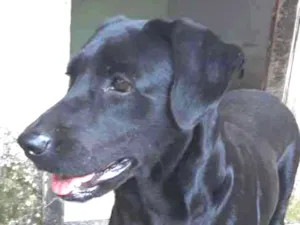 Cachorro raça SRD idade 4 anos nome Pretinha