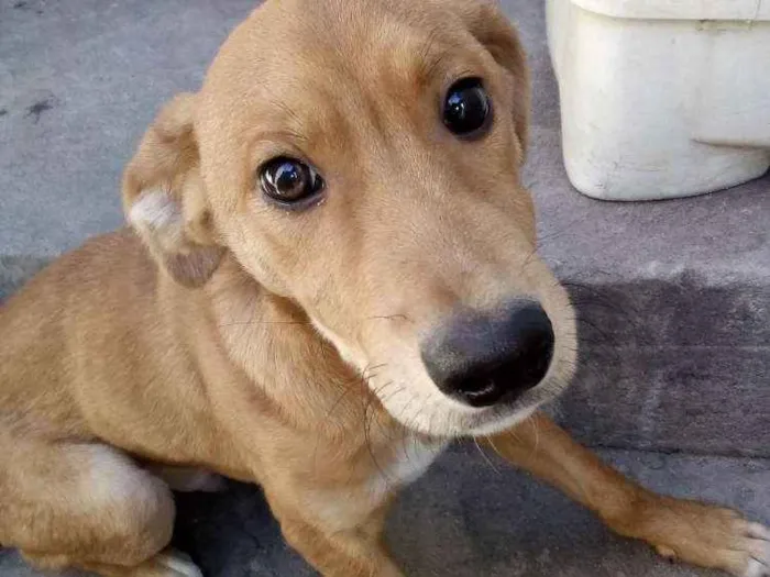 Cachorro raça Não sei idade 7 a 11 meses nome Betovem