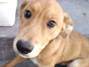 Cachorro raça Não sei idade 7 a 11 meses nome Betovem