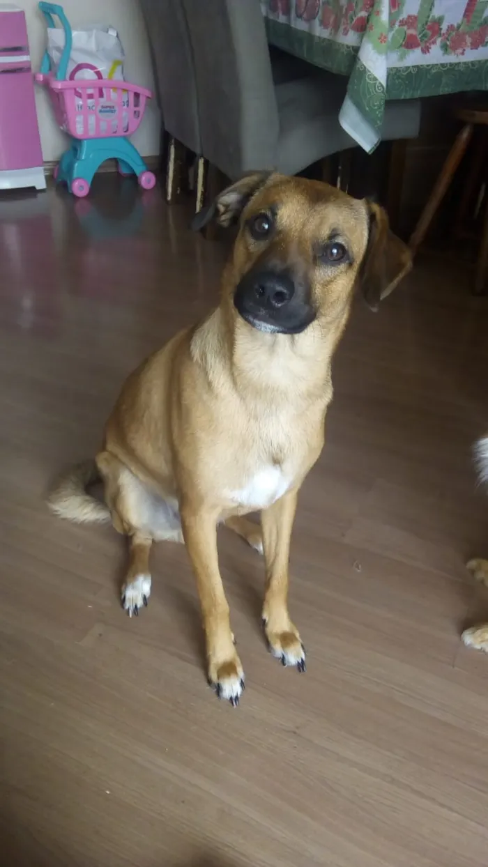 Cachorro ra a srd idade 7 a 11 meses nome Bono