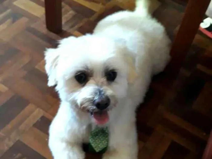 Cachorro ra a Mestiço de Maltês  idade 2 anos nome Gohan 