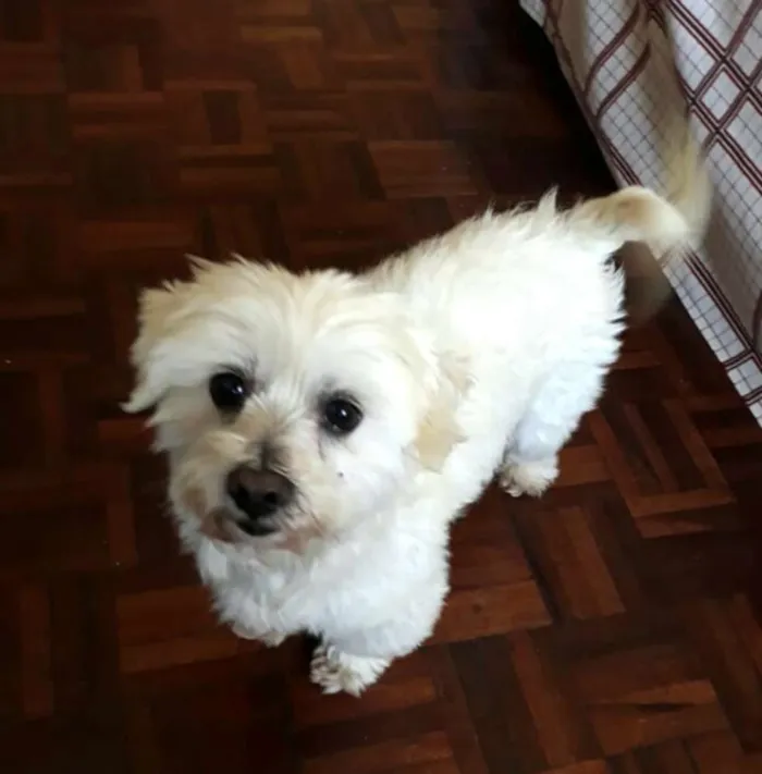 Cachorro ra a Mestiço de Maltês  idade 2 anos nome Gohan 