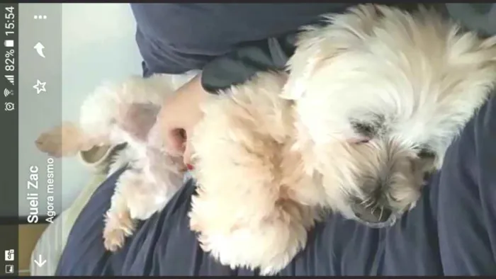 Cachorro ra a Mestiço de Maltês  idade 2 anos nome Gohan 