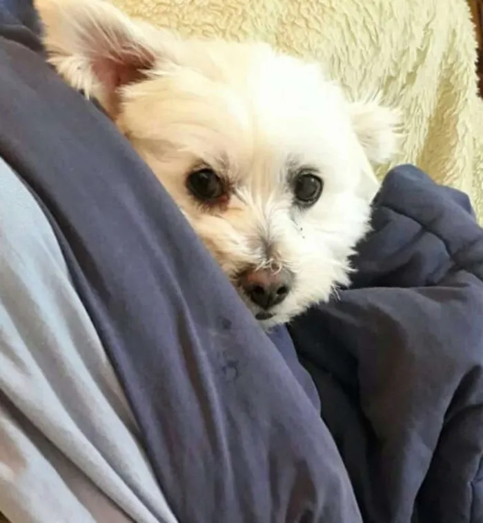 Cachorro ra a Mestiço de Maltês  idade 2 anos nome Gohan 