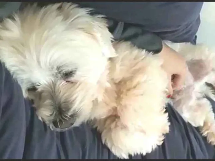 Cachorro ra a Mestiço de Maltês  idade 2 anos nome Gohan 