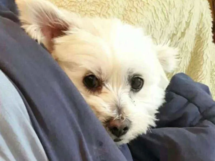 Cachorro ra a Mestiço de Maltês  idade 2 anos nome Gohan 