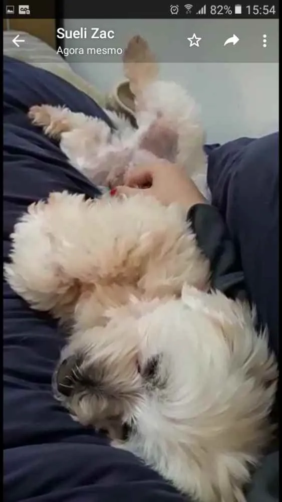 Cachorro ra a Mestiço de Maltês  idade 2 anos nome Gohan 