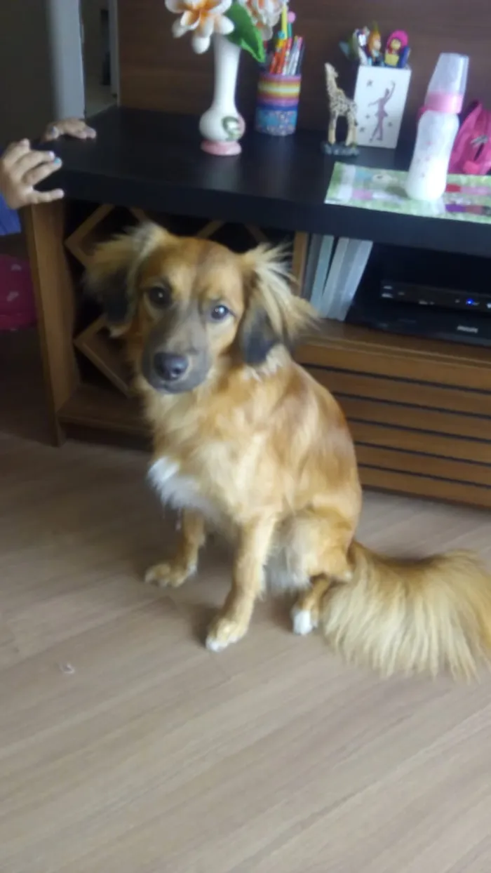 Cachorro ra a srd idade 7 a 11 meses nome Cacau