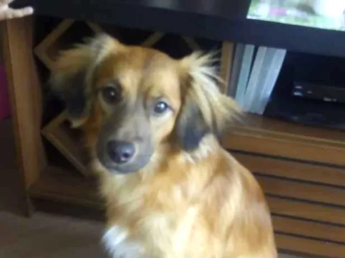 Cachorro ra a srd idade 7 a 11 meses nome Cacau