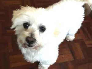 Cachorro raça Mestiço de Maltês  idade 2 anos nome Gohan 