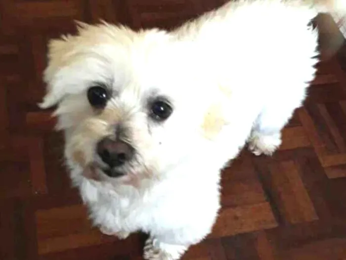 Cachorro ra a Mestiço de Maltês  idade 2 anos nome Gohan 
