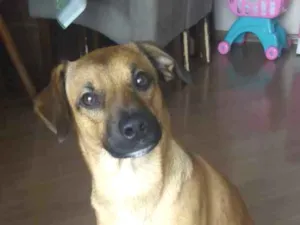 Cachorro raça srd idade 7 a 11 meses nome Bono