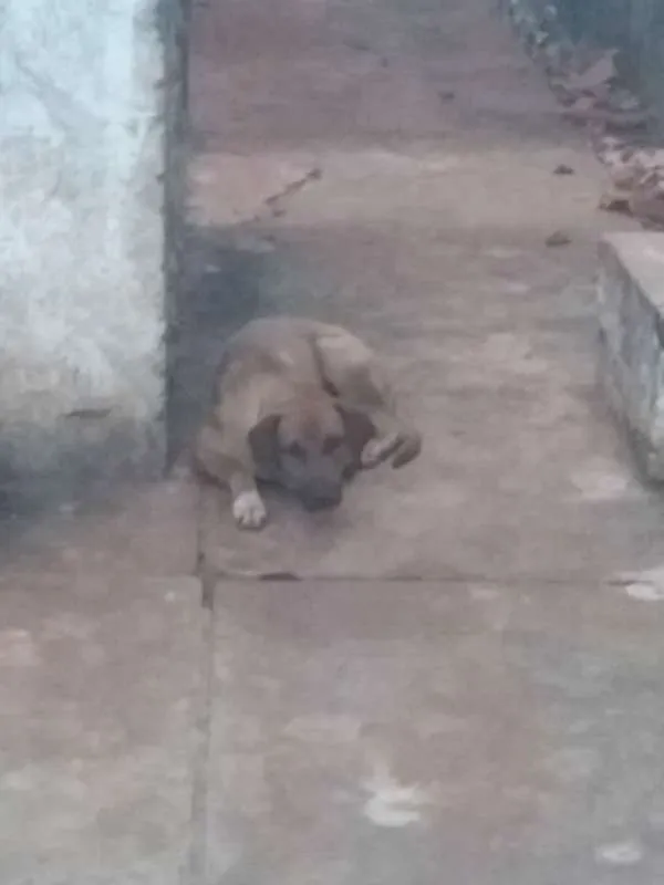 Cachorro ra a SEM RAÇA idade 1 ano nome MARMADUKE