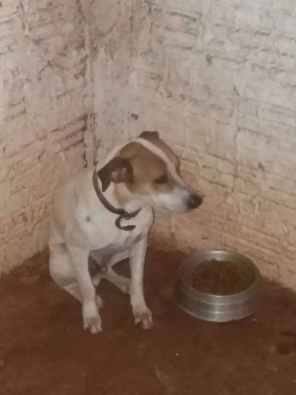 Cachorro ra a SEM RAÇA idade 1 ano nome CORAGEM