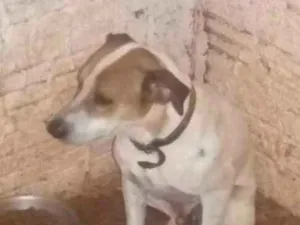 Cachorro raça SEM RAÇA idade 1 ano nome CORAGEM