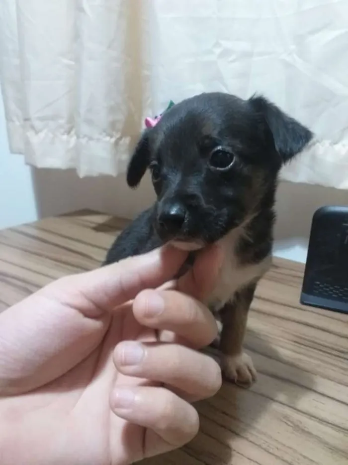 Cachorro ra a Vira-lata idade Abaixo de 2 meses nome Sem nome