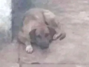 Cachorro raça SEM RAÇA idade 1 ano nome MARMADUKE