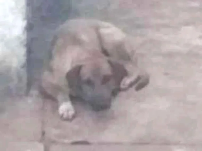 Cachorro ra a SEM RAÇA idade 1 ano nome MARMADUKE