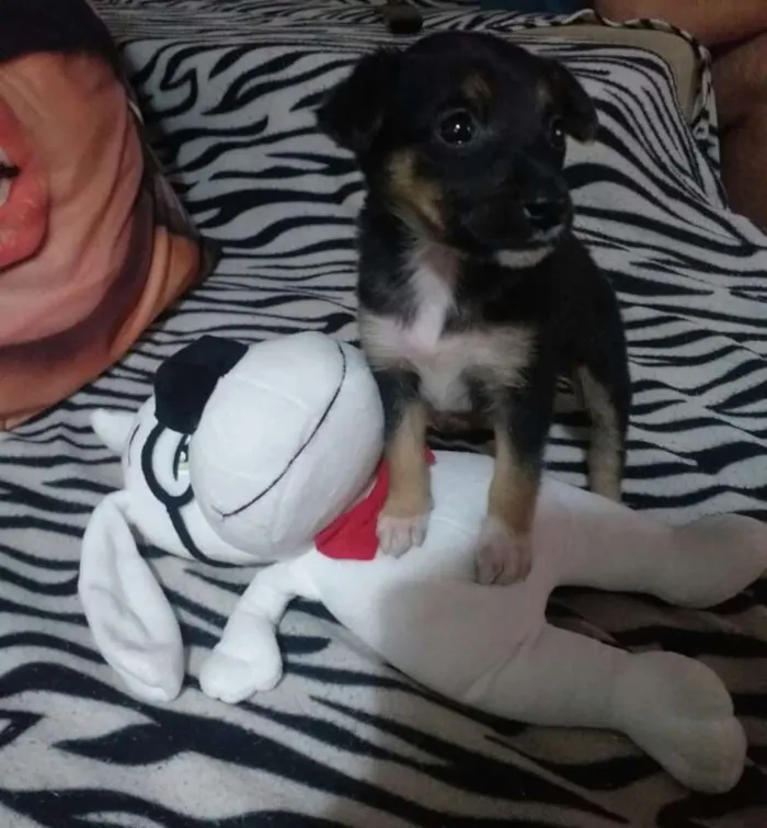 Cachorro ra a Vira-lata idade Abaixo de 2 meses nome Sem nome