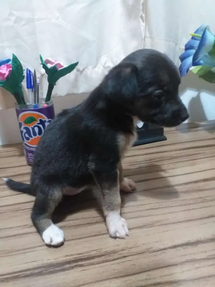 Cachorro ra a Vira-lata idade Abaixo de 2 meses nome Sem nome