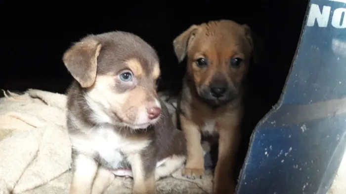 Cachorro ra a SRD idade Abaixo de 2 meses nome 4 filhotes