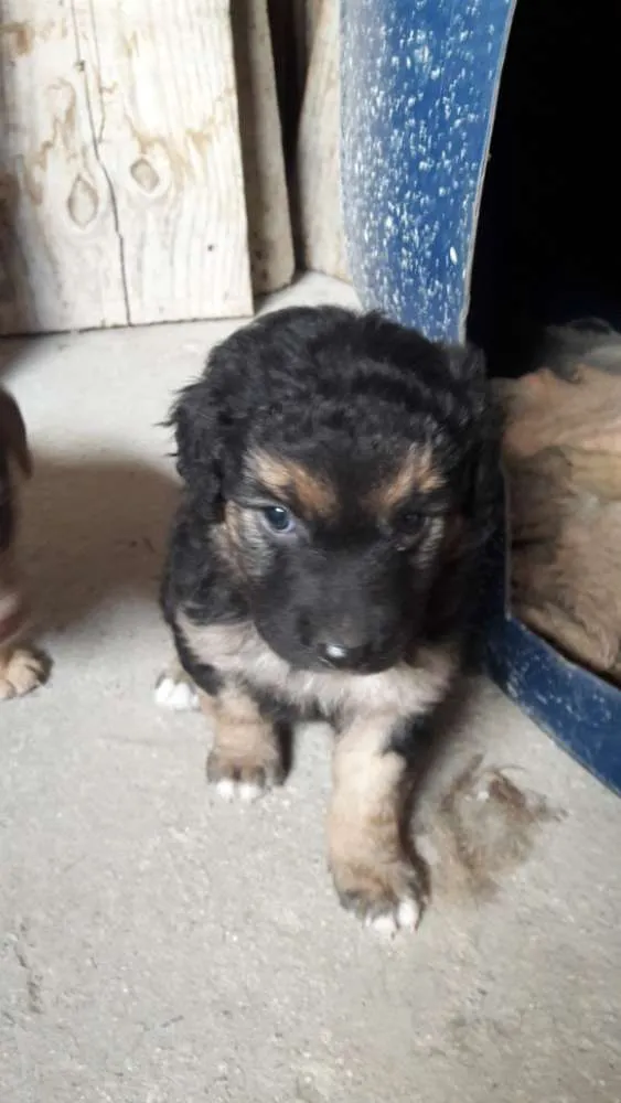 Cachorro ra a SRD idade Abaixo de 2 meses nome 4 filhotes