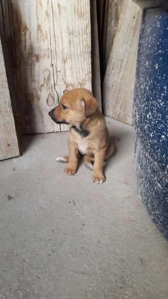 Cachorro ra a SRD idade Abaixo de 2 meses nome 4 filhotes