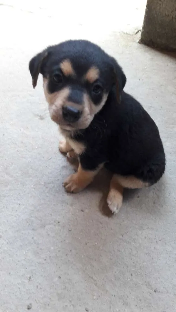 Cachorro ra a SRD idade Abaixo de 2 meses nome 4 filhotes