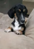Lillo